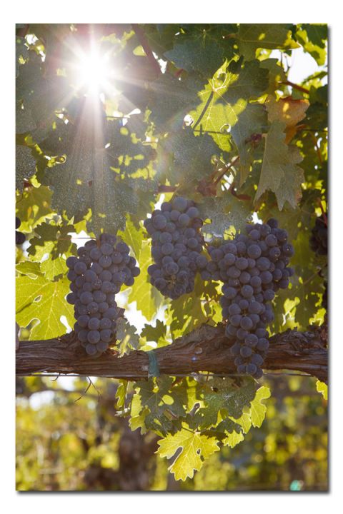 Rosati Family Winery, Cabernet Vineyard, Hopland CA, US