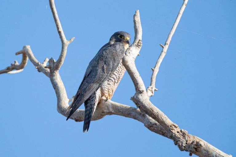 Sacramento National Wildlife Refuge annual bird migration November 2019.