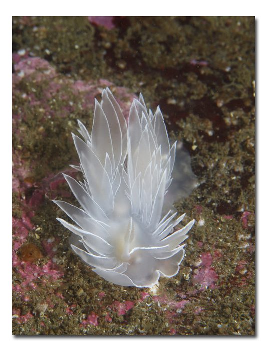 Dirona albolineata