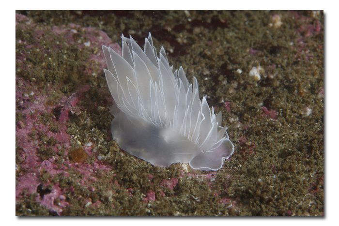 Dirona albolineata