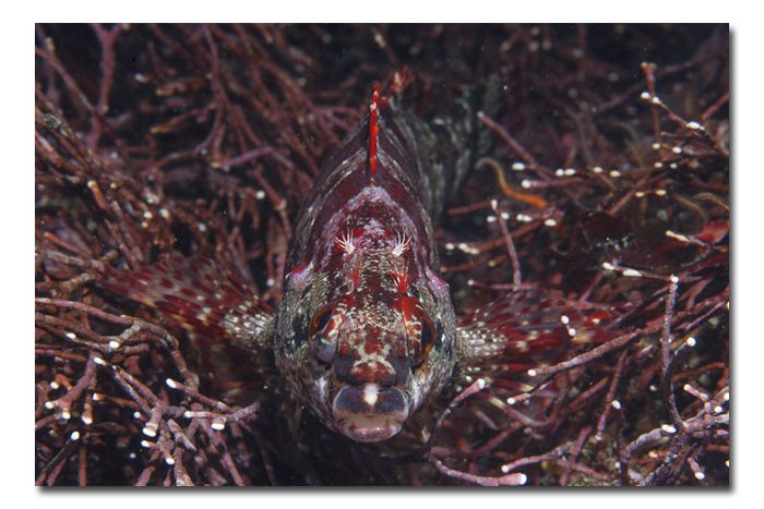14-Feb-Pt Lobos-111